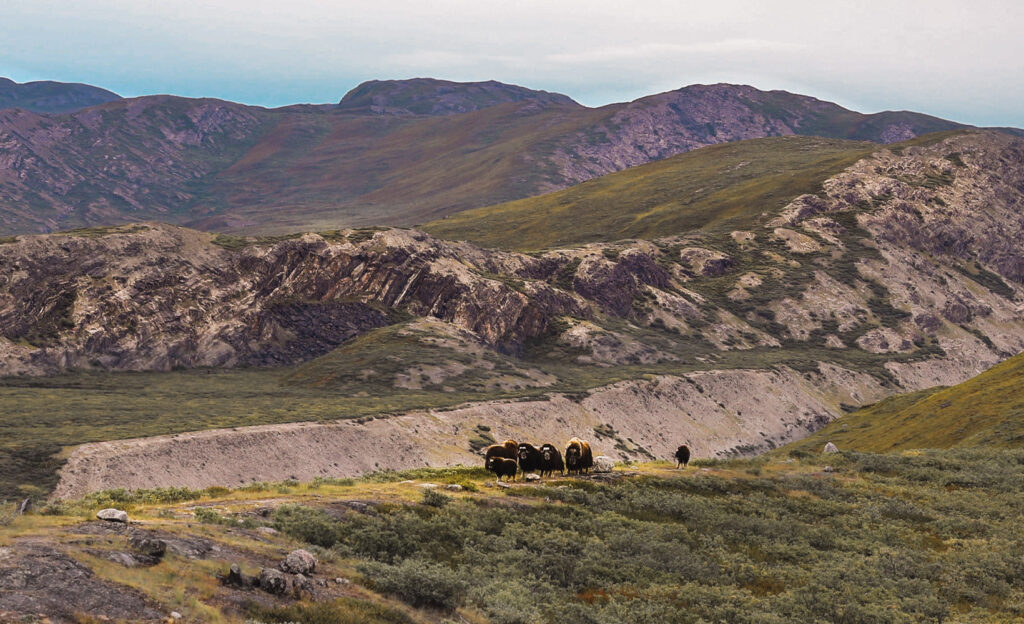 Greenland-Travel-Itinerary.-Day-1-Kangerlussuaq-Tundra-Safari